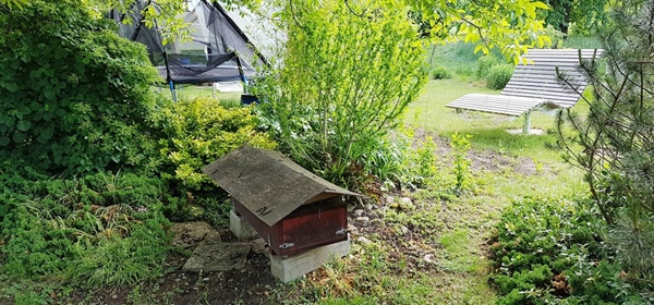 Essbare Wildpflanzen